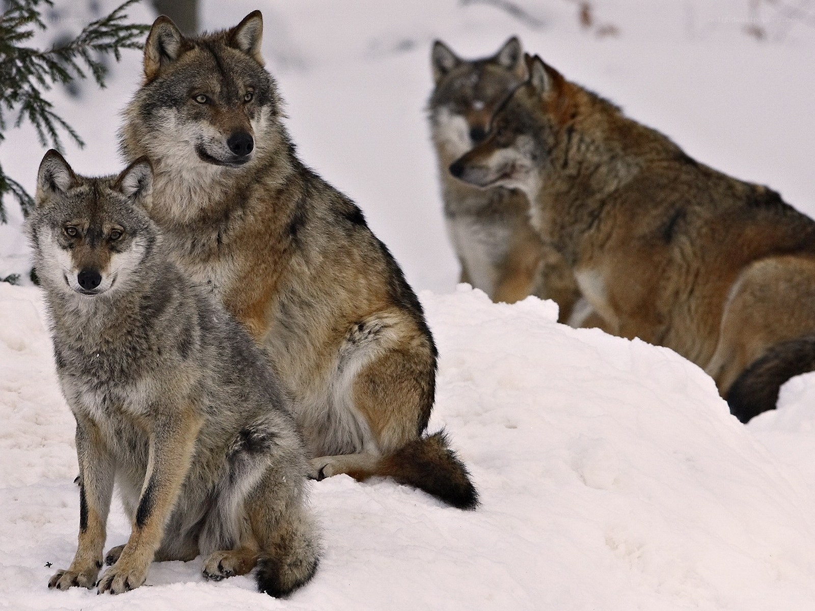 Wolves in the snow