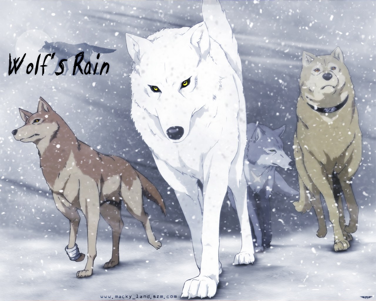 Wolves in the Snow