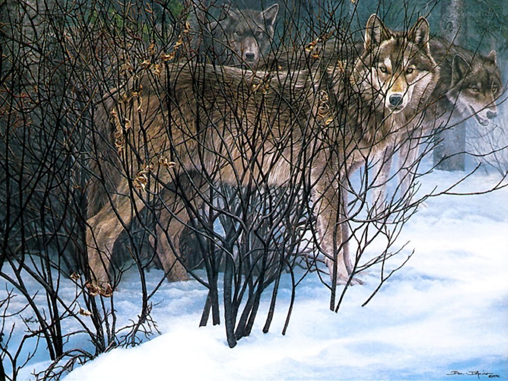 Wolves in the Snow