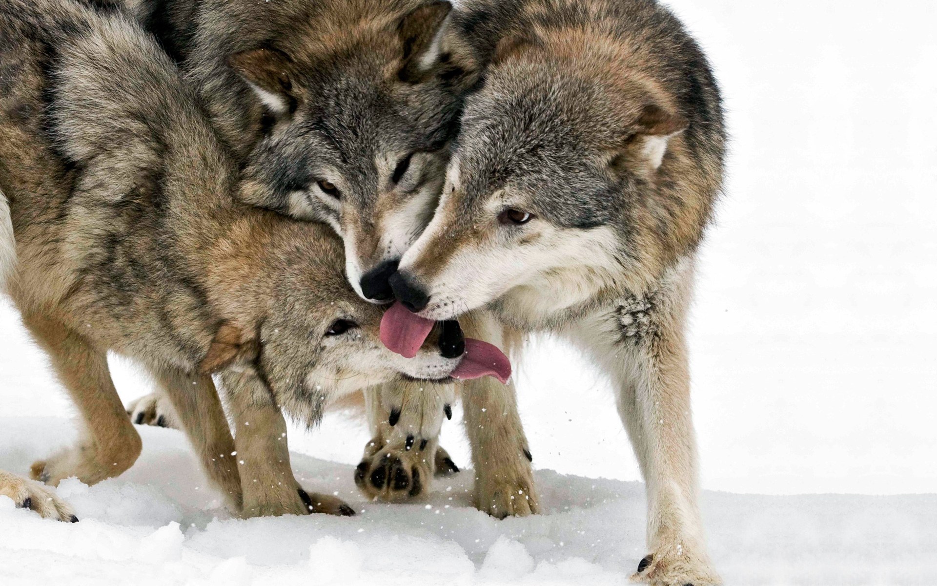 wolves in the snow