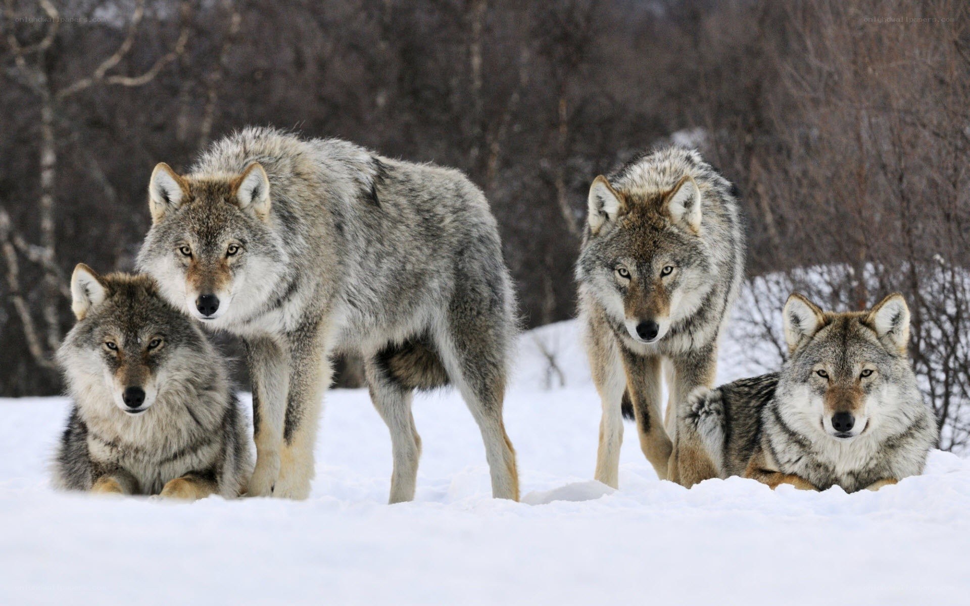Wolves in the snow