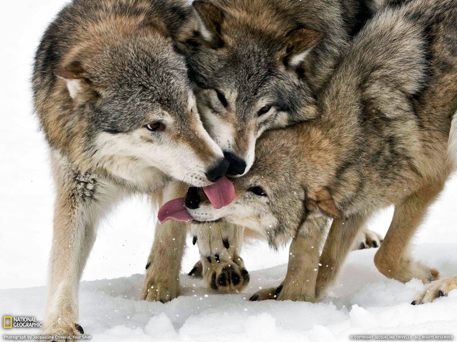 Wolves in the snow