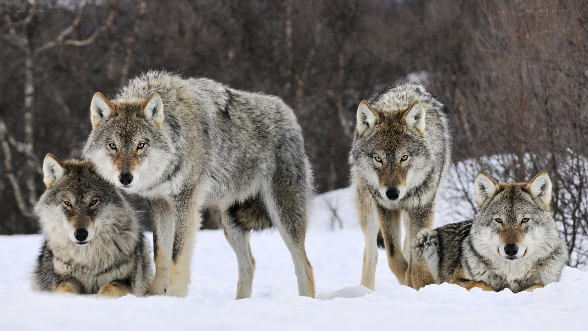 Wolves in the snow