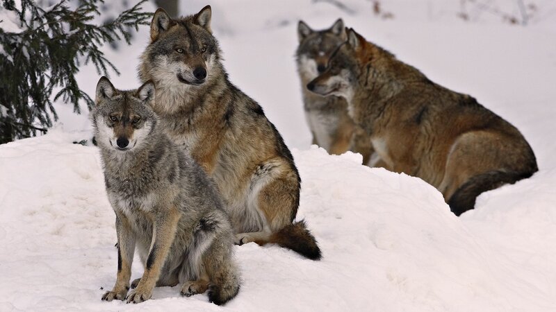 Wolves in the snow