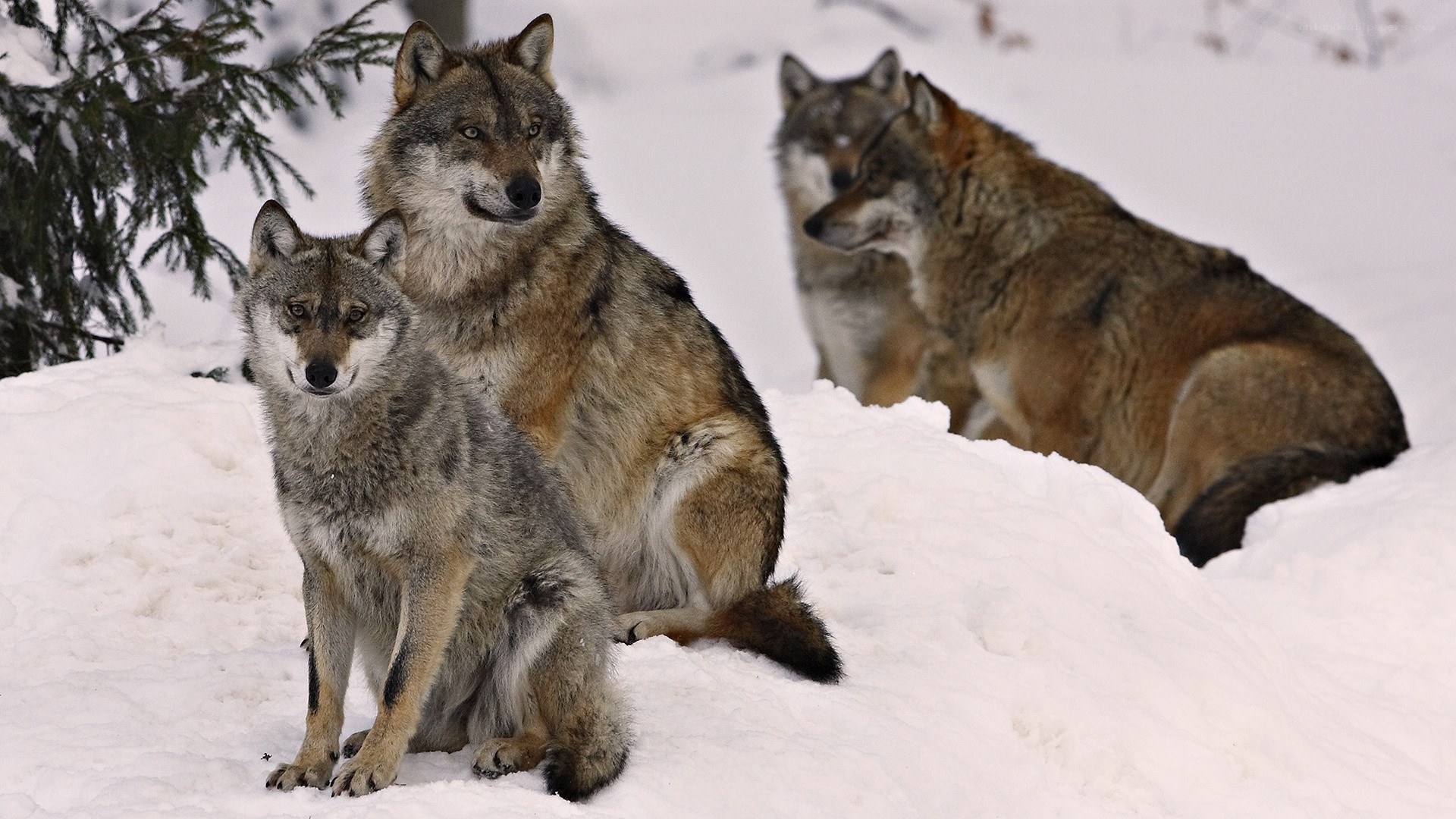 Wolves in the snow