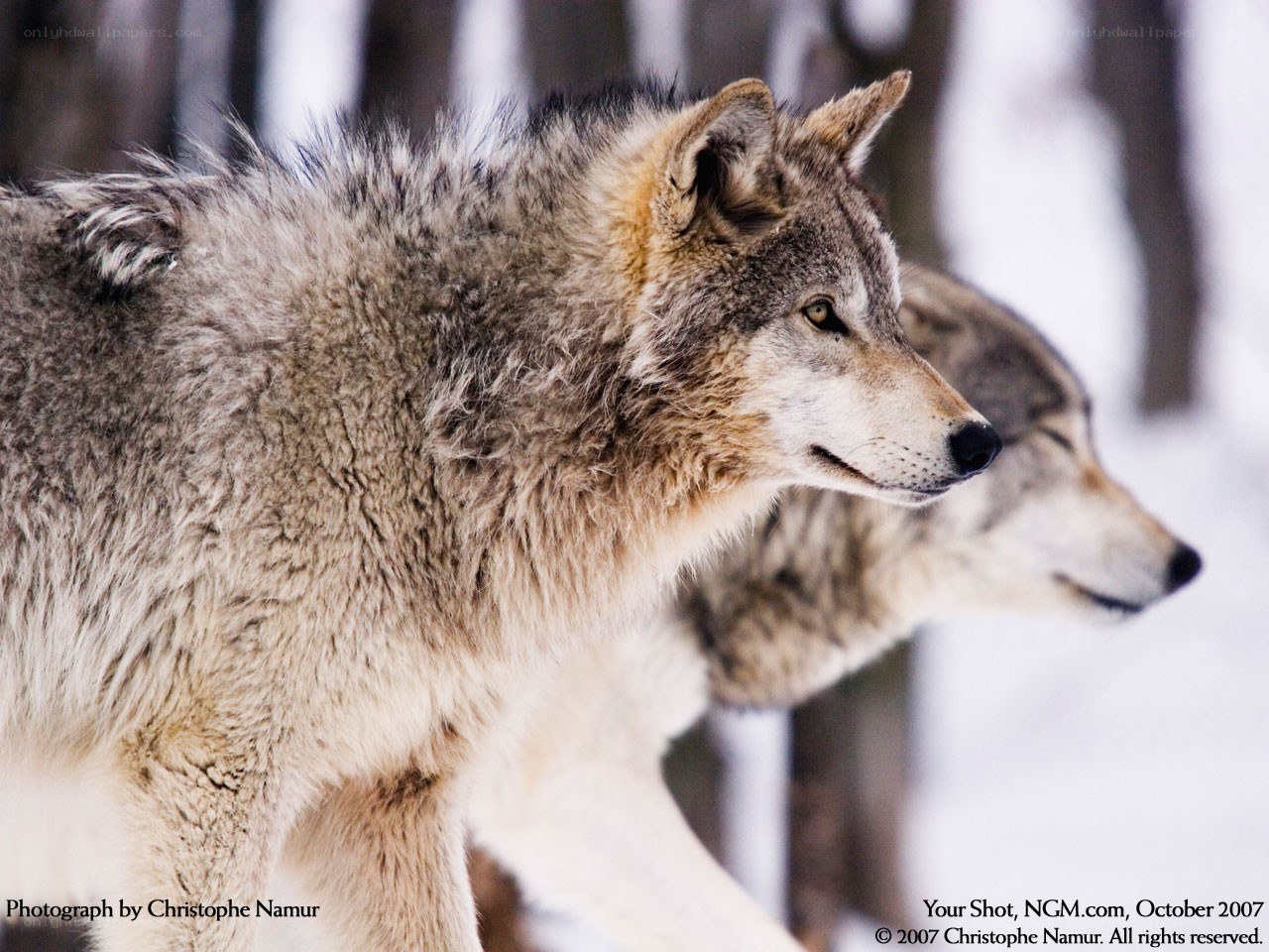wolves in the snow