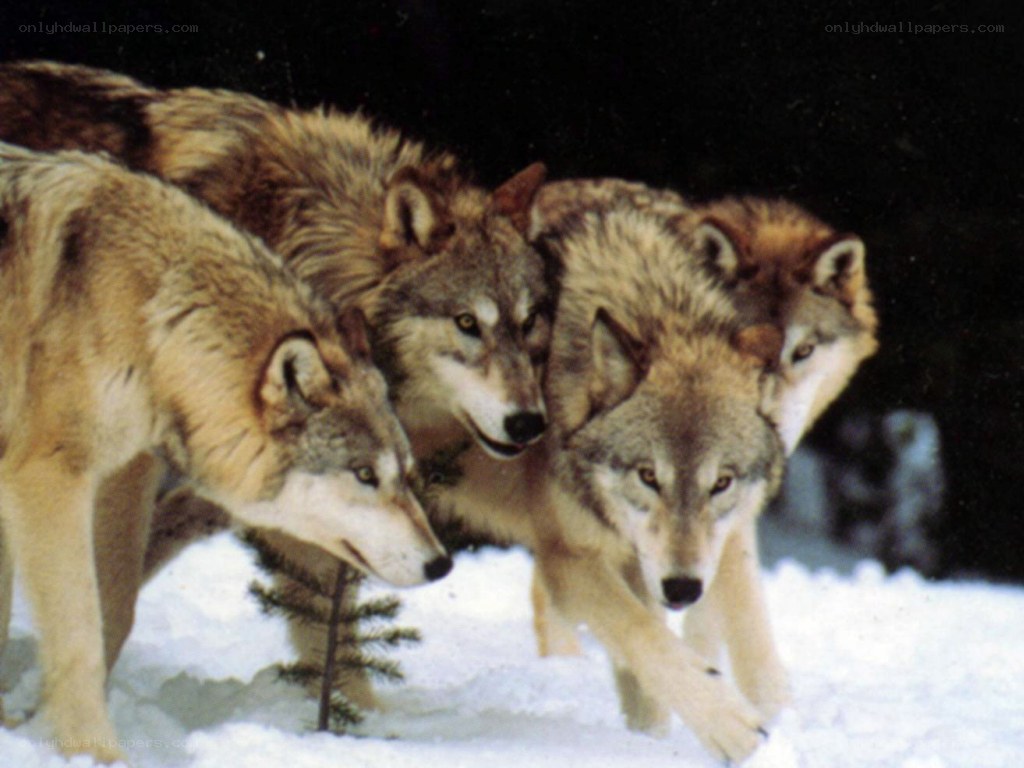 wolves in the snow