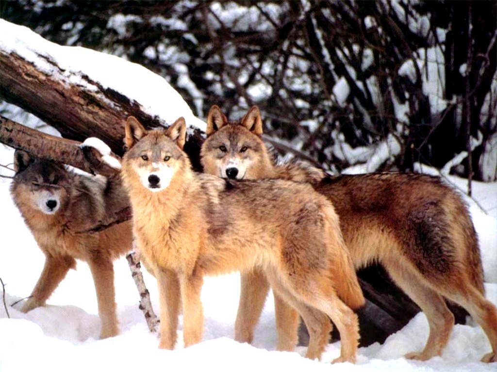 Wolves in the snow