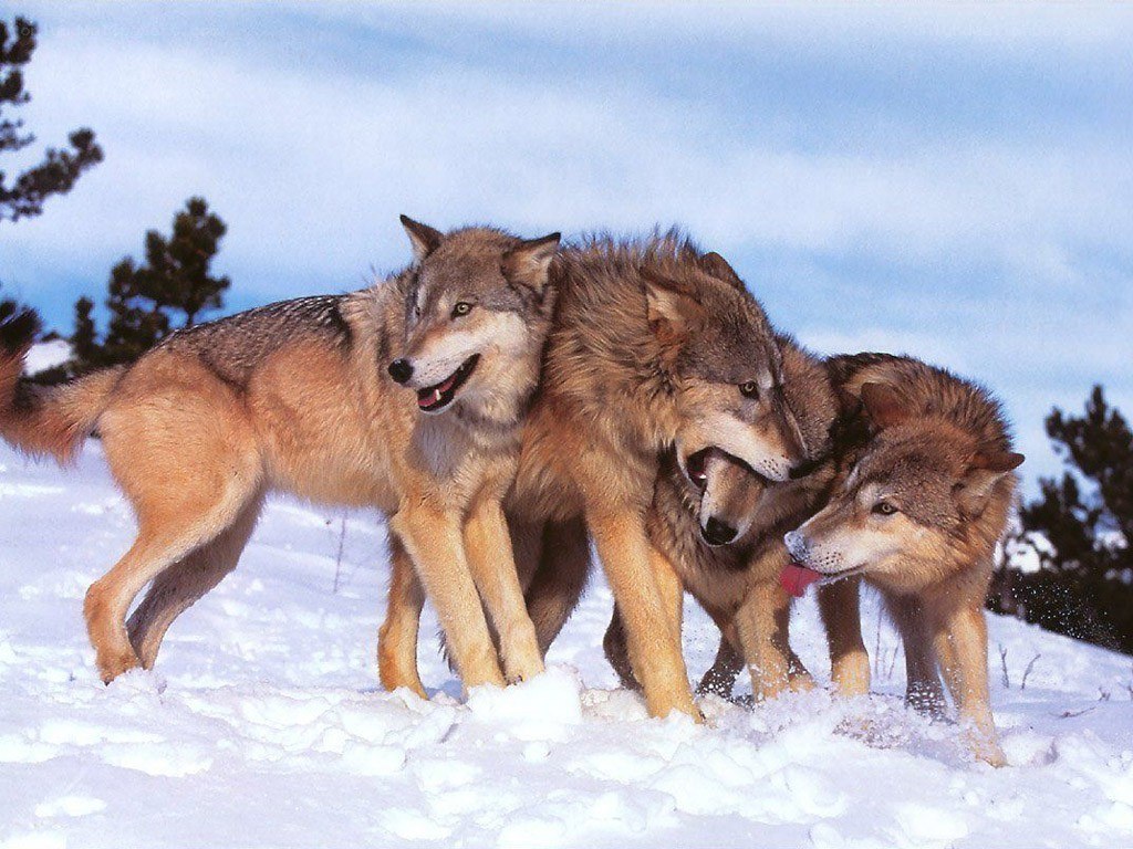 Wolves in the snow