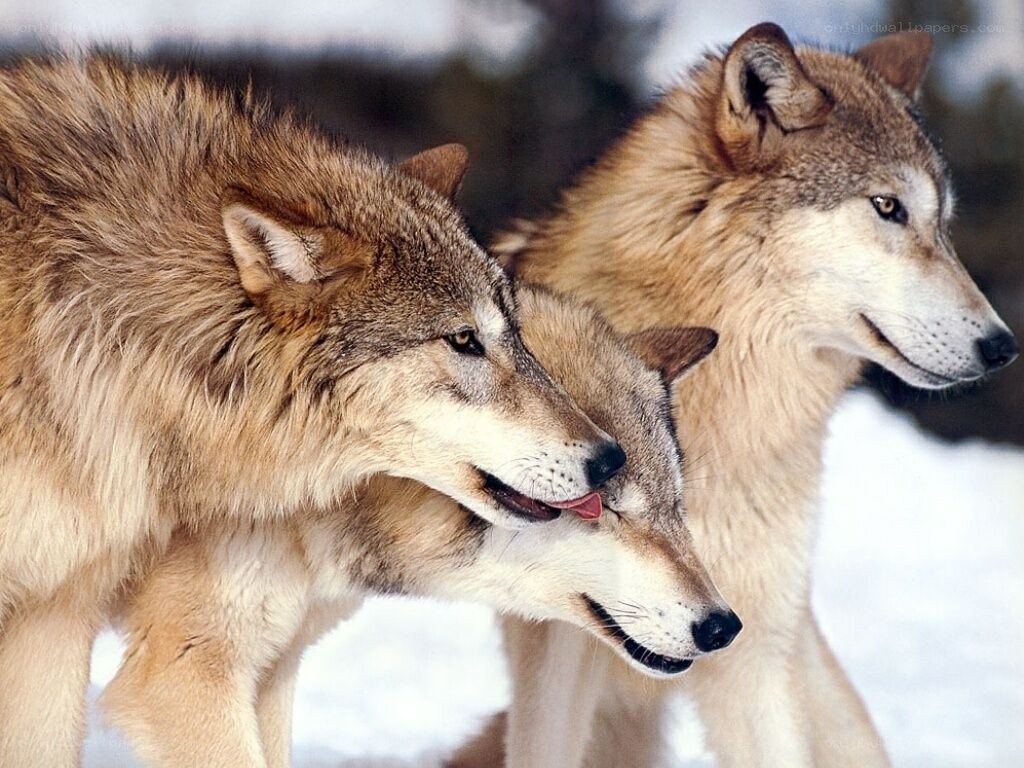 wolves in the snow