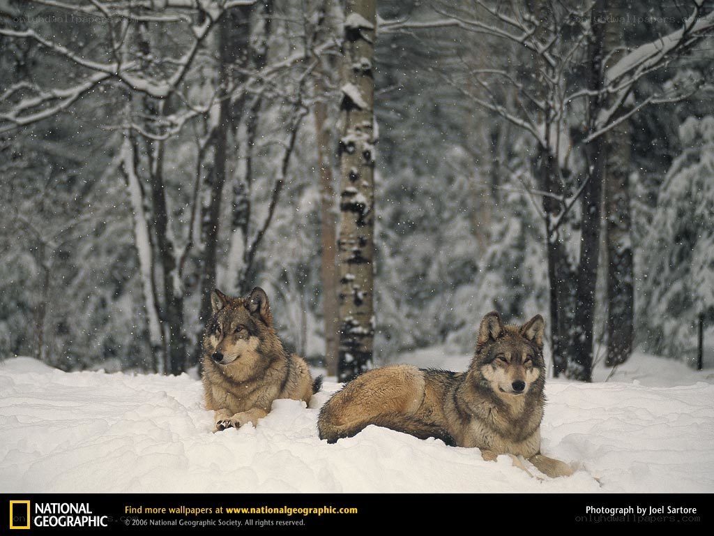 Wolves in the snow