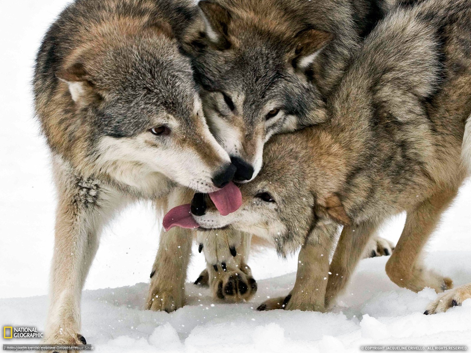 Wolves in the snow