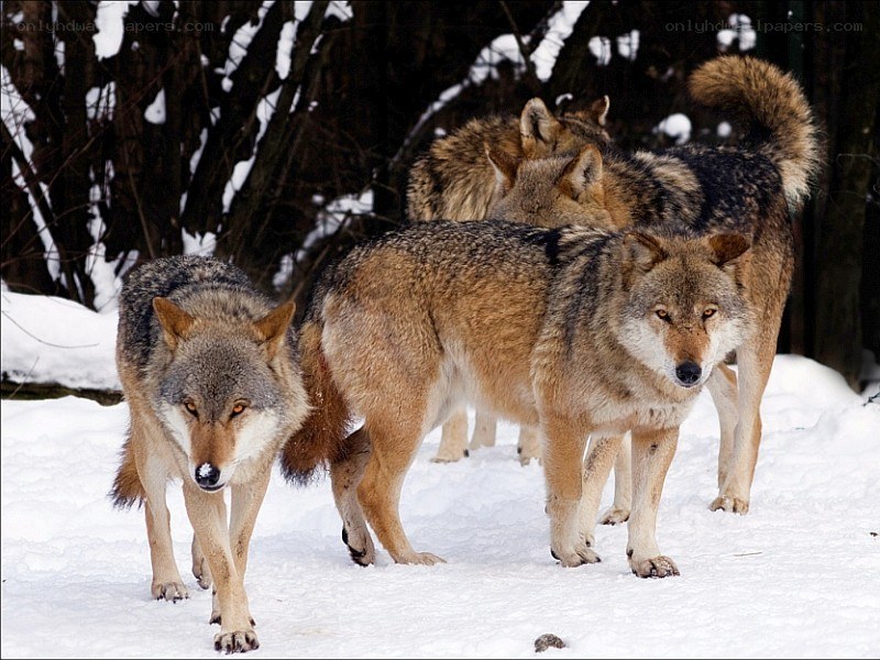 wolves in the snow