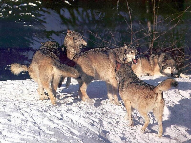 wolves in the snow