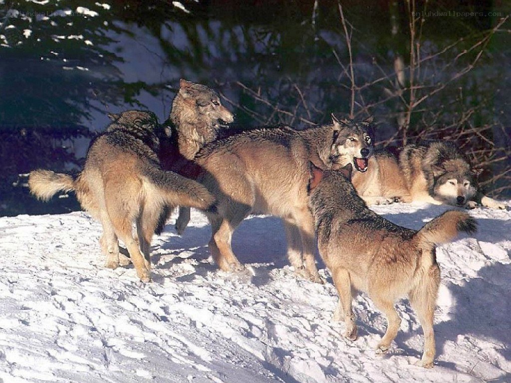 wolves in the snow