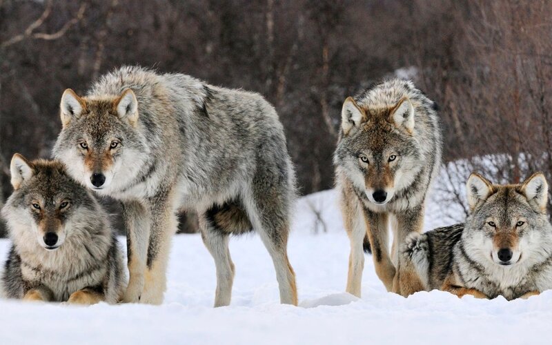 Wolves in the snow