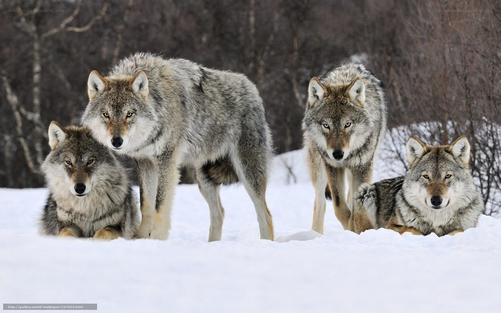 Wolves in the snow