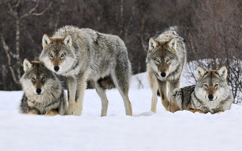 Wolves in the snow