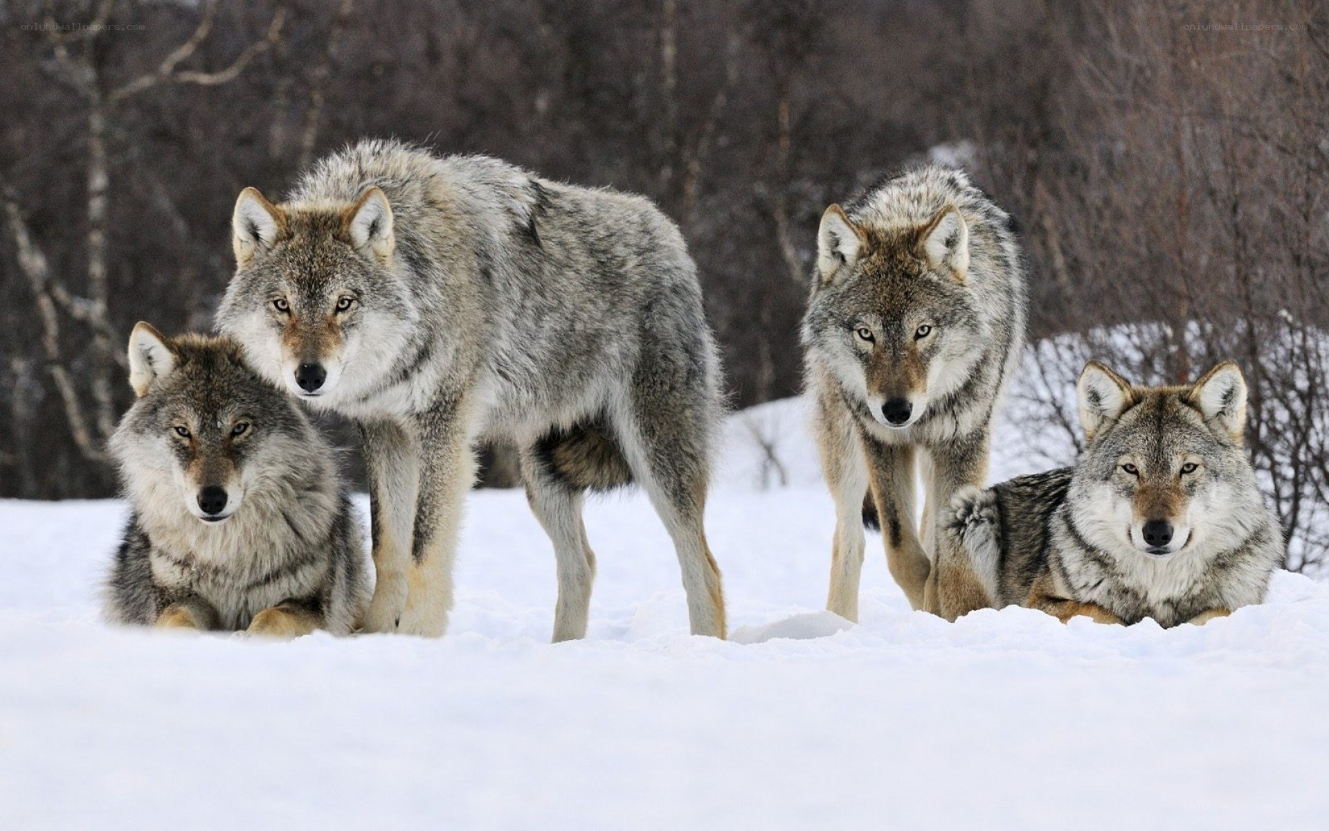 Wolves in the snow