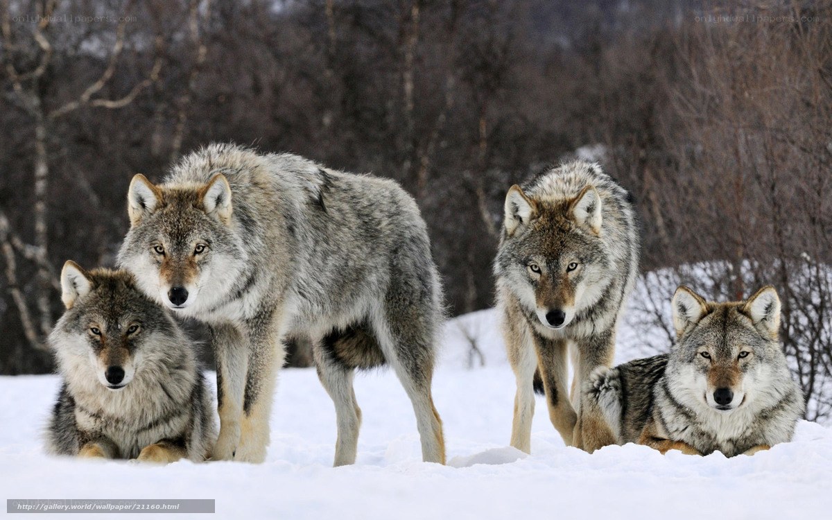 wolves in the snow