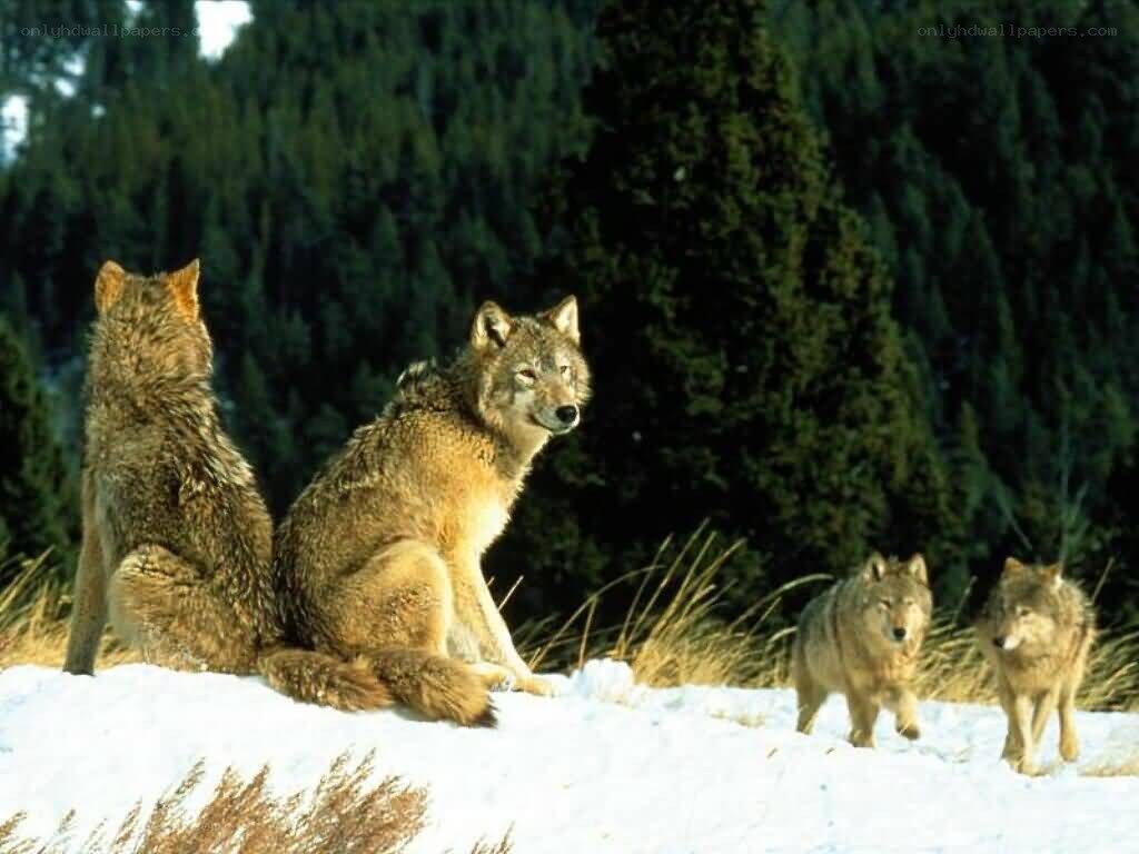 Wolves in the snowy forest