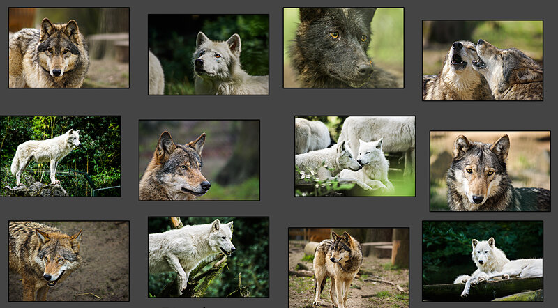 Wolves in Various Poses — Brown