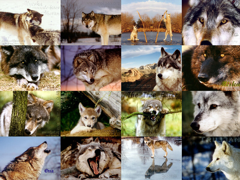 Wolves in Various Poses