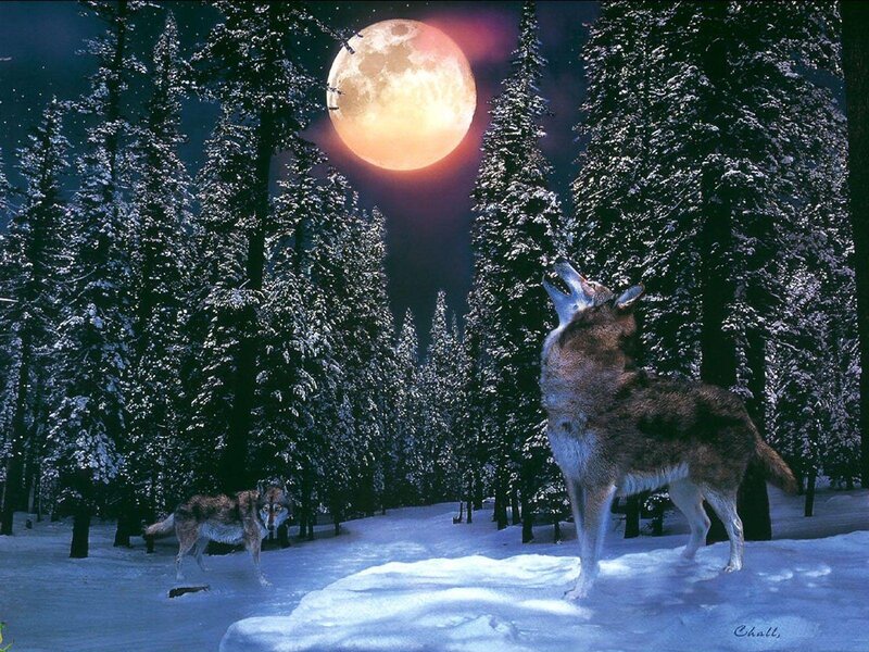 Wolves in Winter Forest — Blue, Dramatic, Night