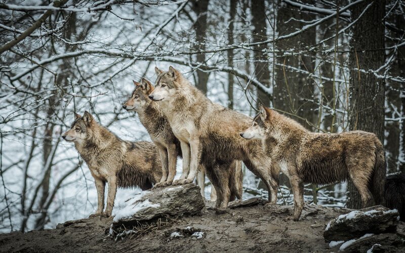Wolves in Winter Forest — Brown, Alert