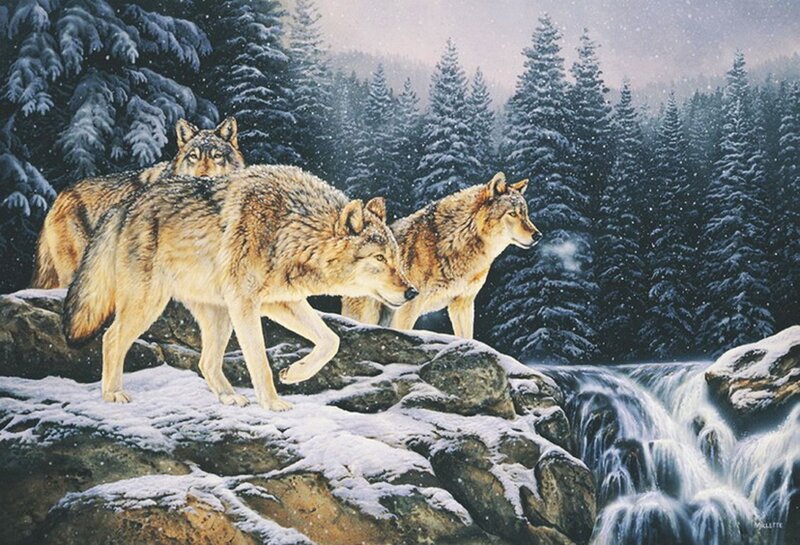 Wolves in Winter Forest — Brown