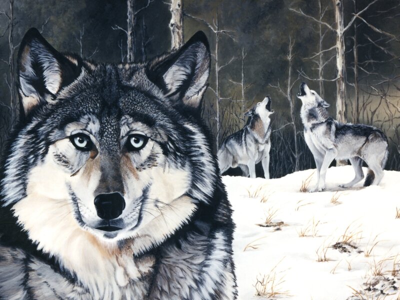 Wolves in Winter Forest — Gray