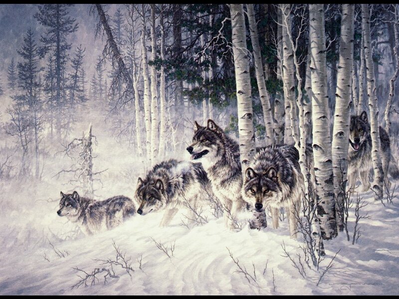 Wolves in Winter Forest — White, Cold