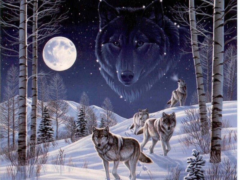 Wolves in Winter Forest — White, Dramatic
