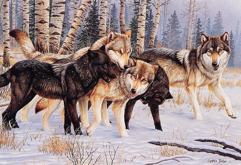 Wolves in Winter Forest — White, Natural