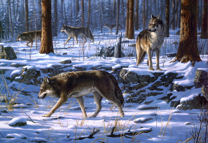 Wolves in Winter Forest — White, Serene, Illustration