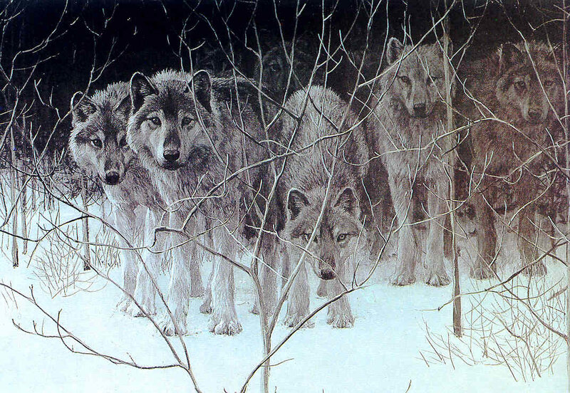 Wolves in Winter Forest — White