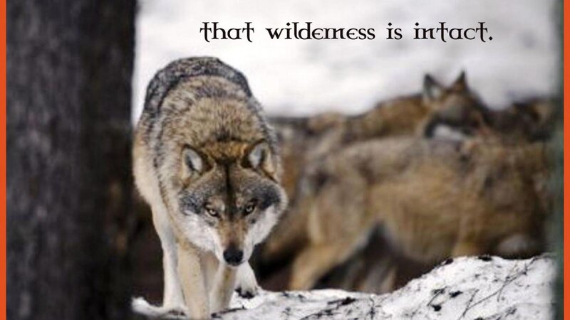 Wolves in Winter — Gray