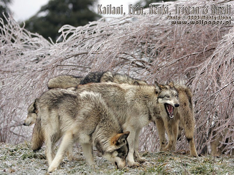 Wolves in Winter