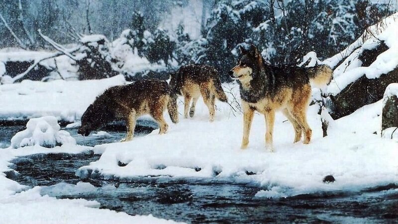 Wolves in Winter — White, Cold