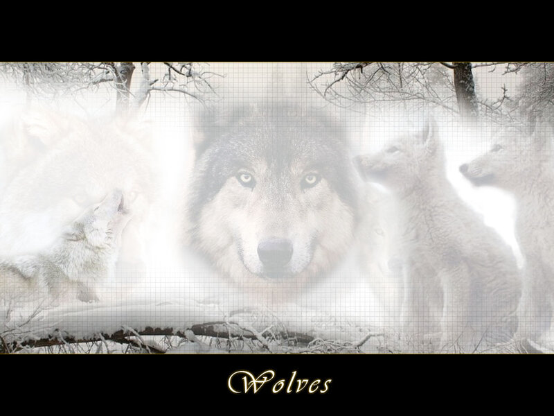 Wolves in Winter — White, Serene