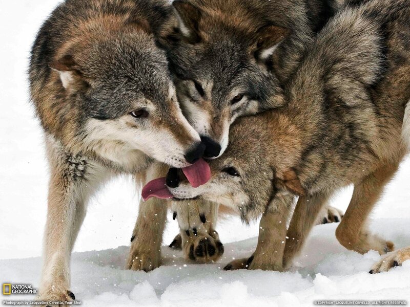 Wolves interacting in snow