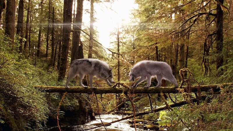 Wolves on a forest bridge