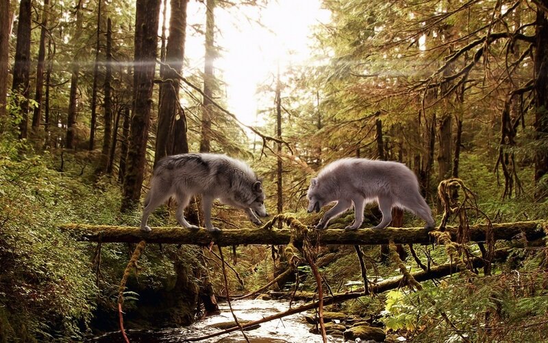 Wolves on a forest bridge