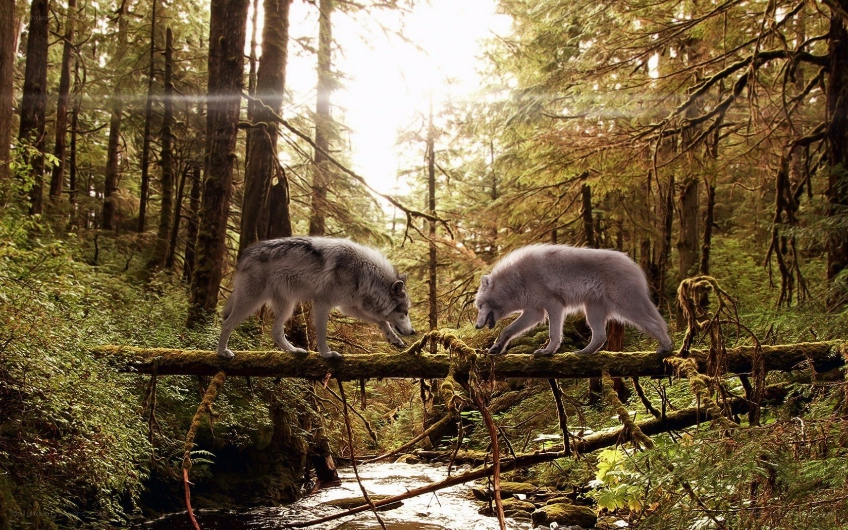 Wolves on a forest bridge