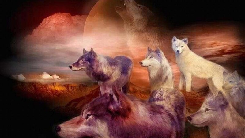Wolves on a Hill — Purple