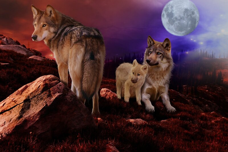 Wolves on a Hill