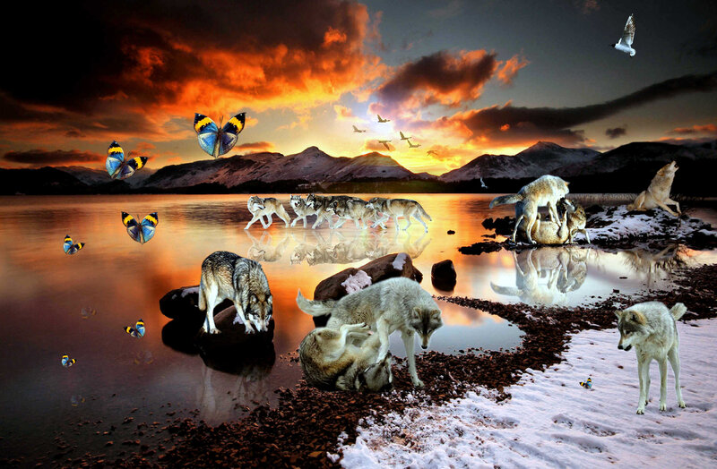 Wolves on a Lakeshore