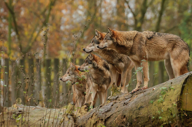 Wolves on a Log