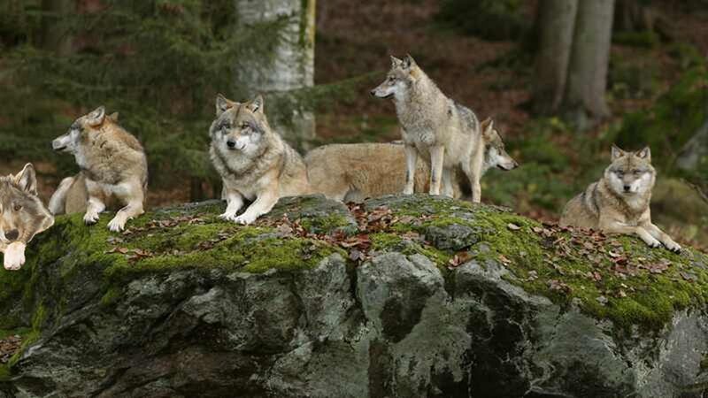 Wolves on a Mossy Rock — Green