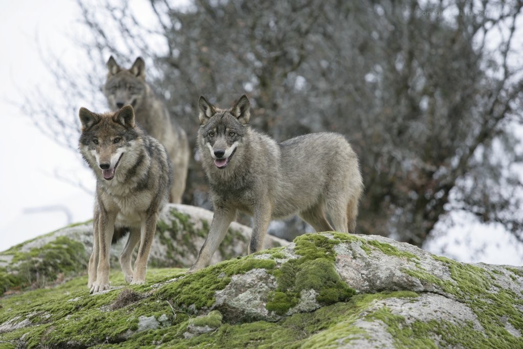 Wolves on a mossy rock
